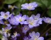 Hepatica nobilis Blue forms